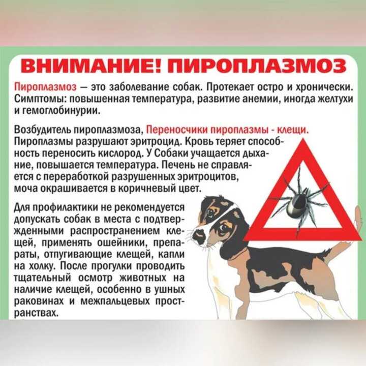 Пироплазмоз у собаки: симптомы, диагностика, лечение, профилактика и уход - узнайте, как уберечь питомца от пироплазмоза