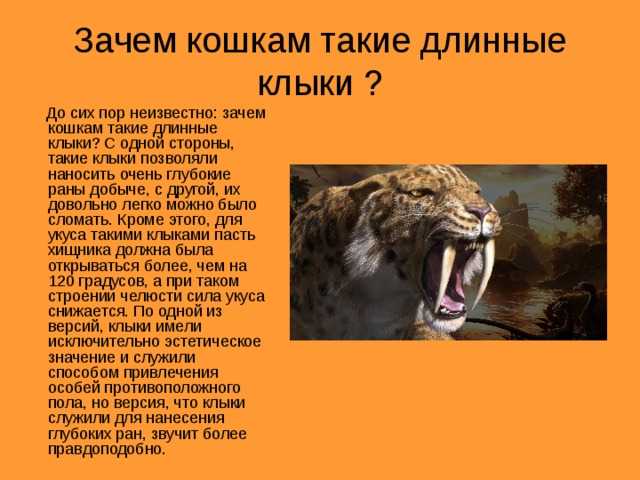 Саблезубые кошки: характер и внешность вымершего вида, образ жизни и ареал обитания, причины исчезновения