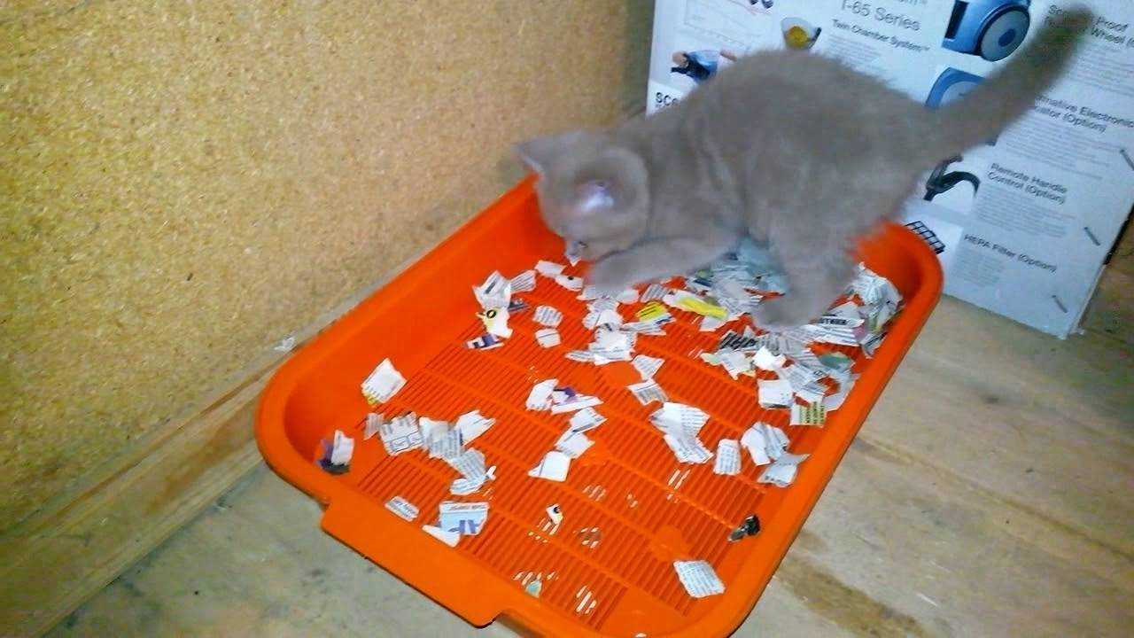 Как приучить котенка ходить в лоток: гарантированный результат за короткое время