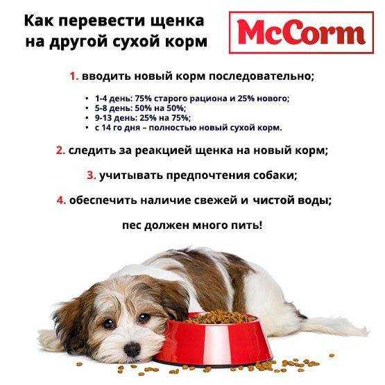 Перевод собаки на сухой корм: первый прикорм щенка, перевод взрослой собаки, нормы кормления