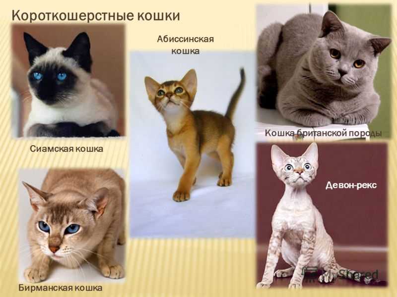 Cat Breed Katzen rassen, Katzenrassen und Katzen