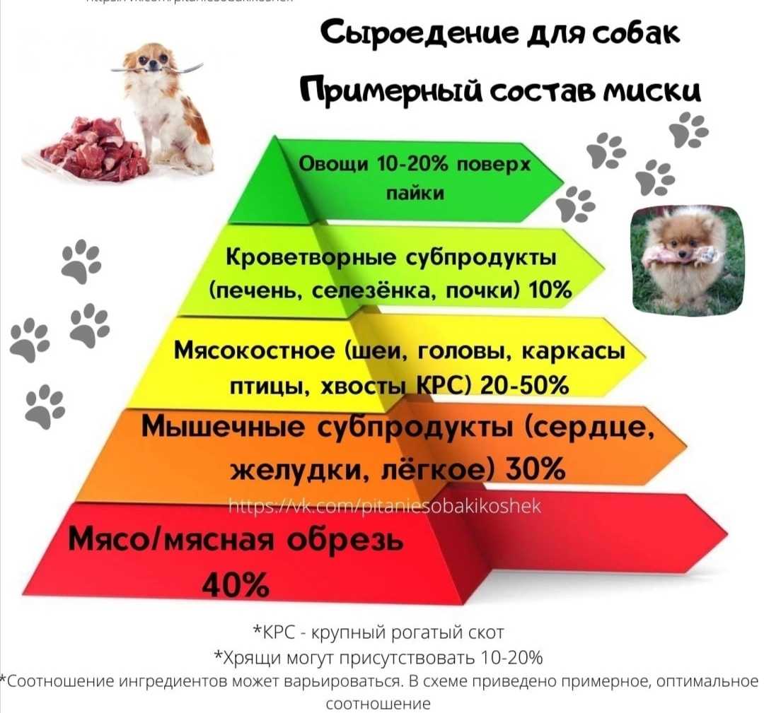 Гематологическое исследование крови кошек и собак