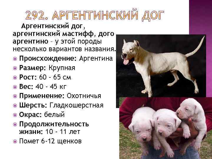 Аргентинский дог — характеристика породы (с фото) | все о собаках