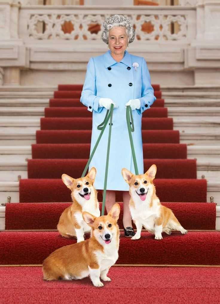What are the queen's corgis called? all about elizabeth ii's dogs