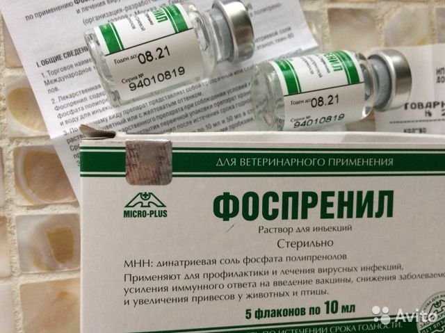 Форвет для кошек: инструкция по применению, показания и противопоказания, аналоги, отзывы
