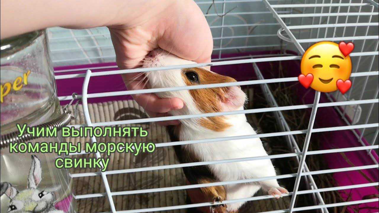 Как дрессировать морскую свинку. обучаем и приучаем питомца