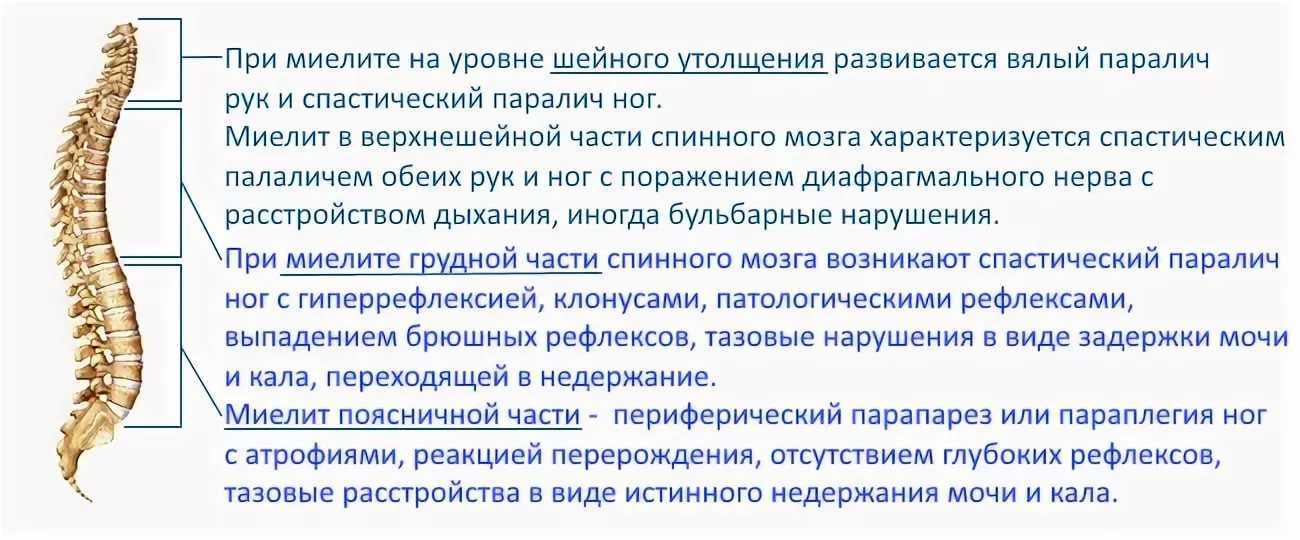 Воспаление головного мозга и его оболочек у кошек
