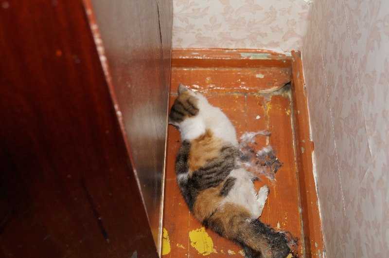 Куда уходят умирать коты и почему перед смертью они никогда не бывают дома