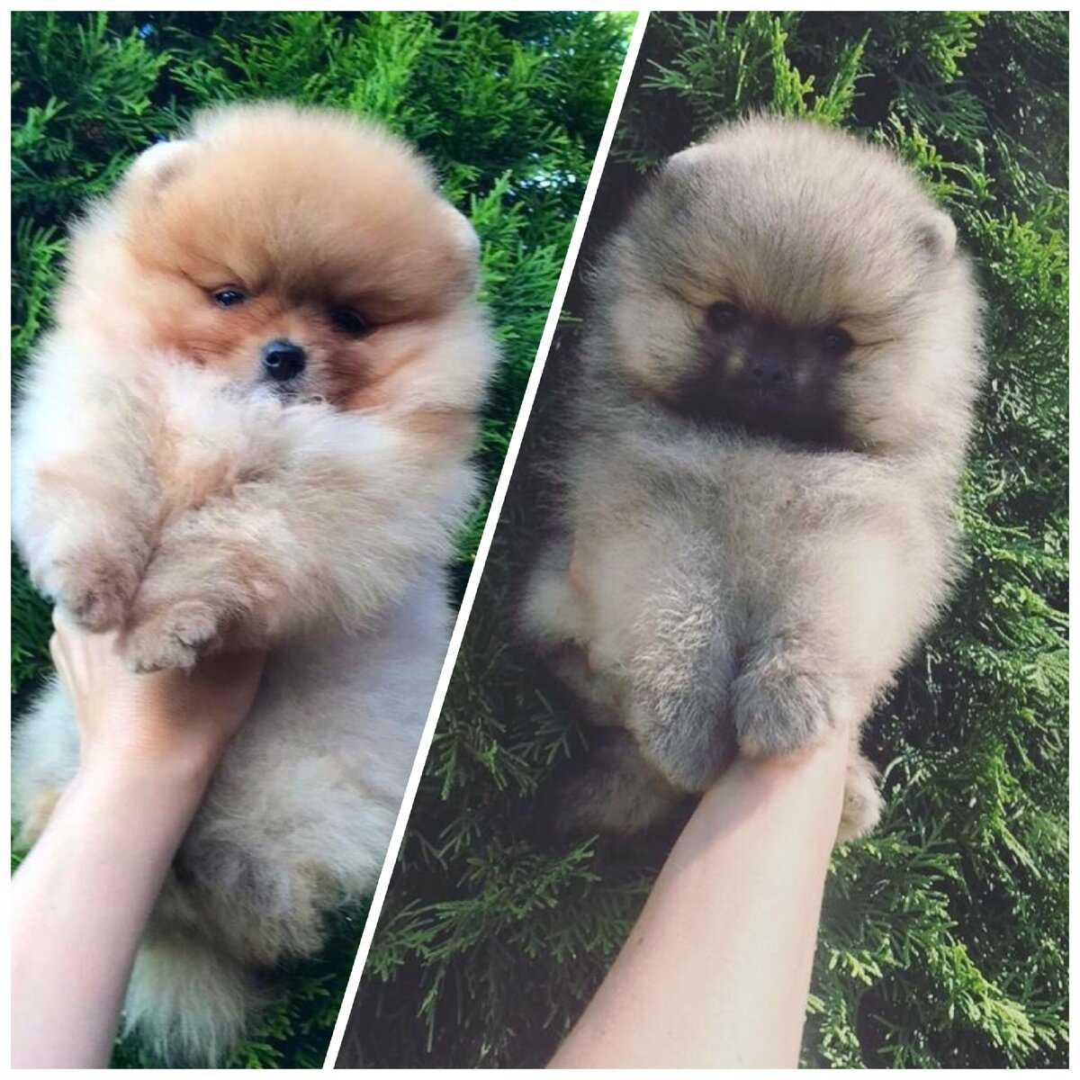 Собака, похожая на лису