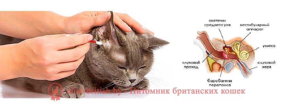 Почему у котенка или взрослой кошки могут быть горячими уши Всегда ли требуется помощь ветеринара В каких случаях следует доставить питомца в ветеринарную клинику