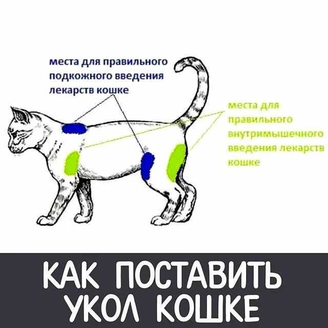 Постановка капельницы кошки в домашних условиях- инструкция +видео