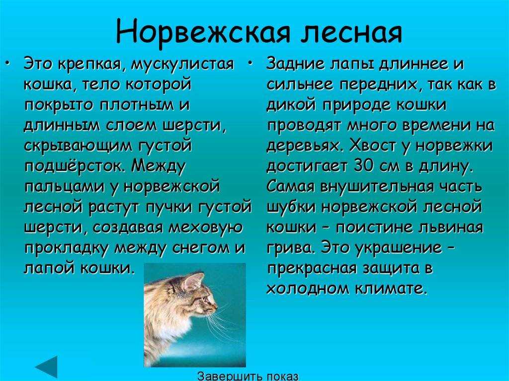 Норвежская лесная кошка: фото, внешний вид, сколько стоит, описание породы, факты, питание