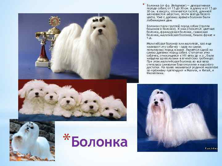 Породы собак, выведенные в россии, с фотографиями и названиями