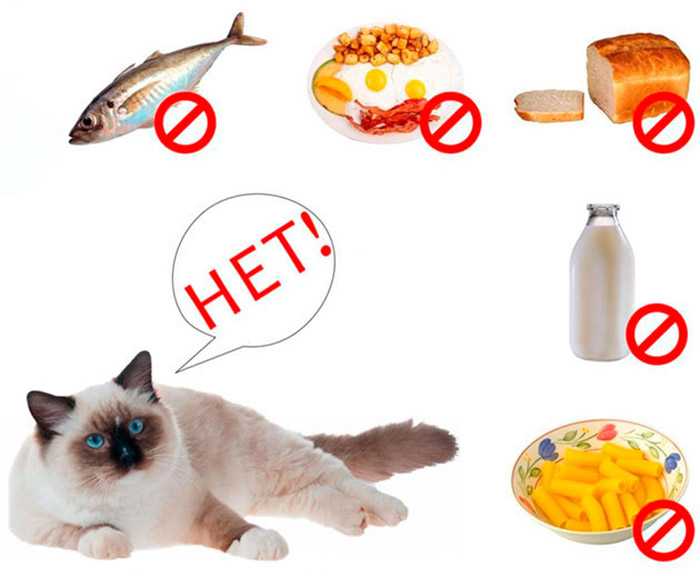 Почему котам нельзя рыбу - вред рыбы
