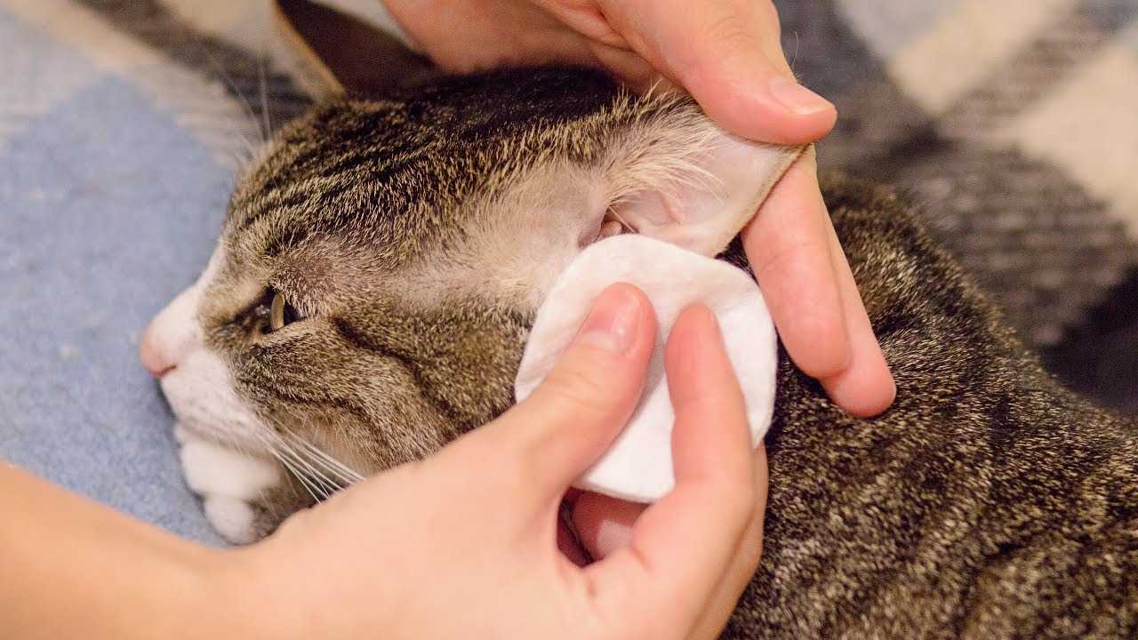 Кошка трясет головой и чешет уши - лечение