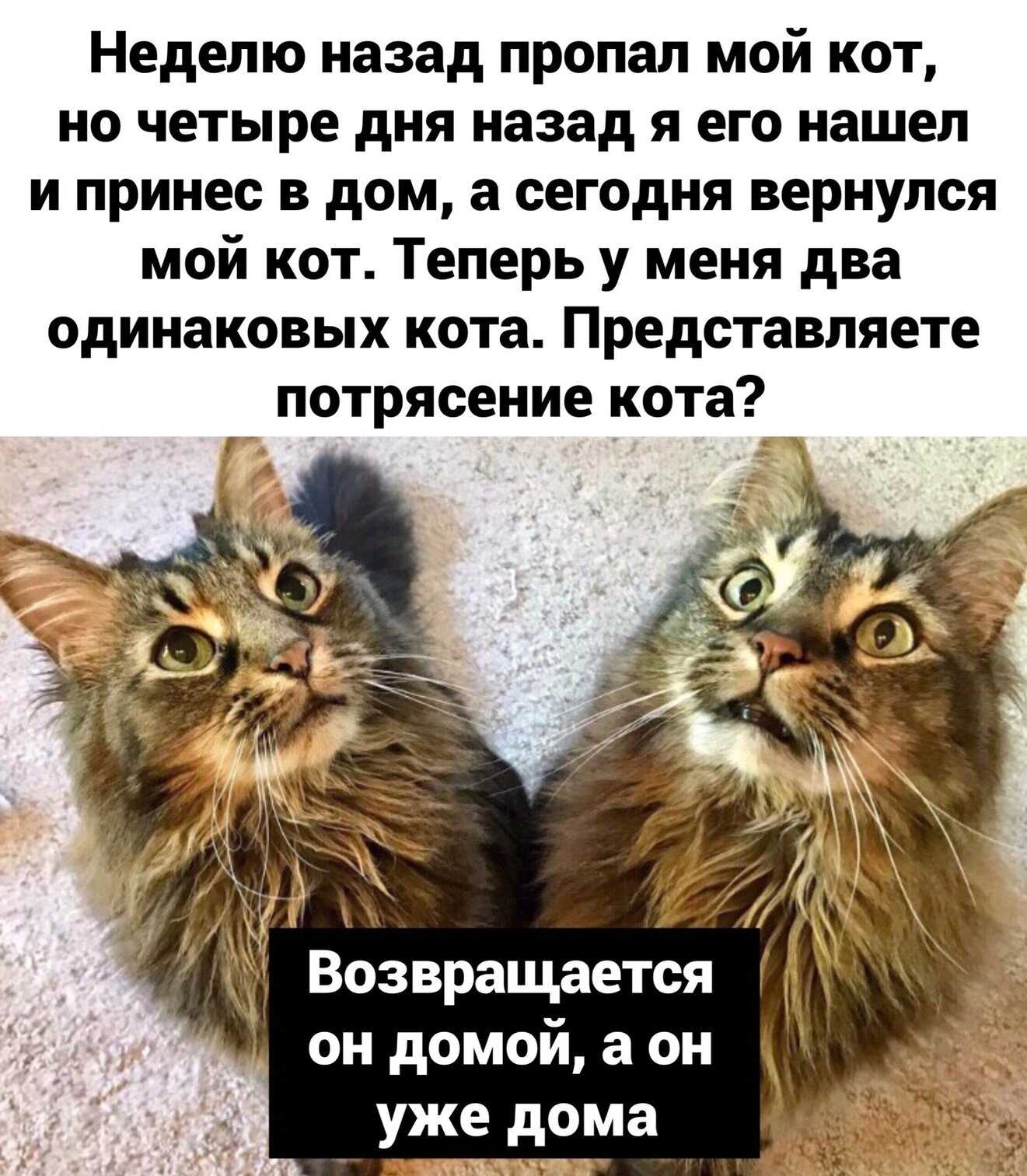 Почему кошки уходят из дома и не возвращаются, приметы, связанные с домашними питомцами и что делать