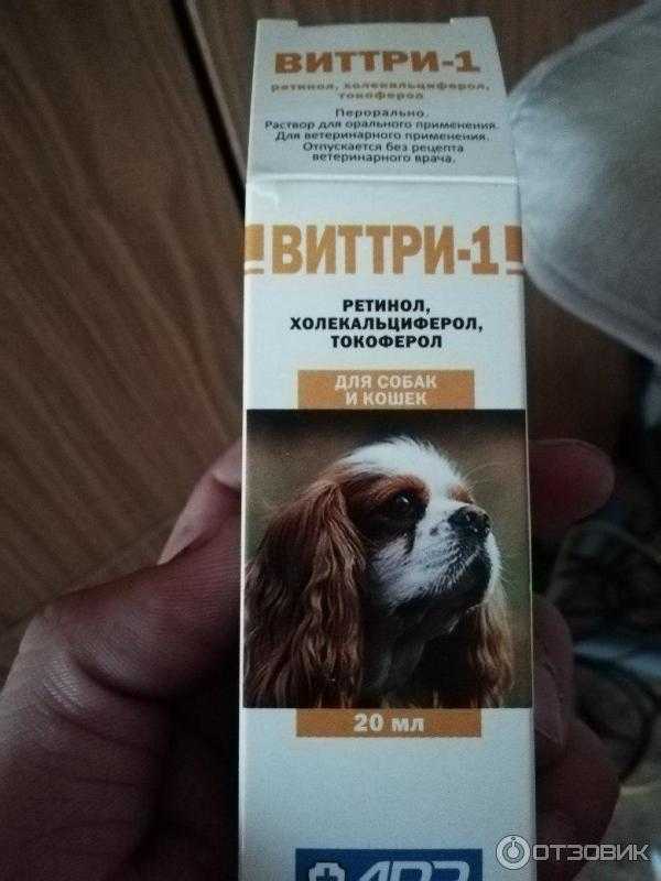 Витамины для кошек и котят: какие необходимы и как давать, отзывы