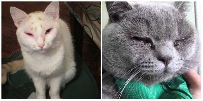 Тромбоэмболия у кошек