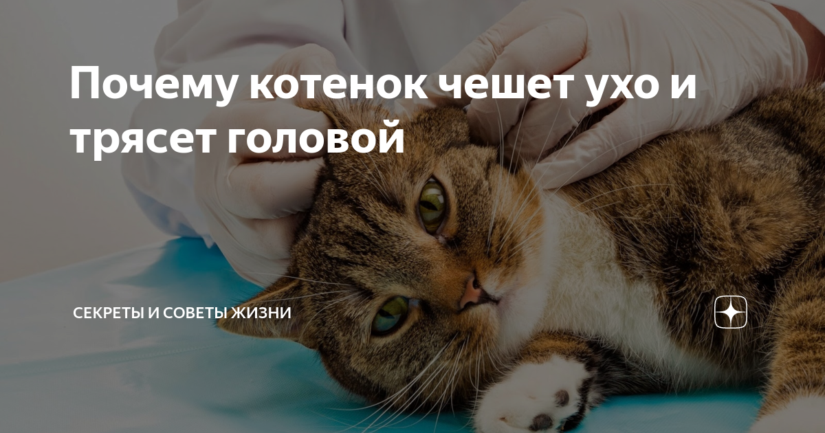 Почему кот чешет уши и постоянно трясет головой При каких патологиях из ушей выделяется коричневая жидкость Почему у кошки чешутся уши если в них нет струпьев и гноя