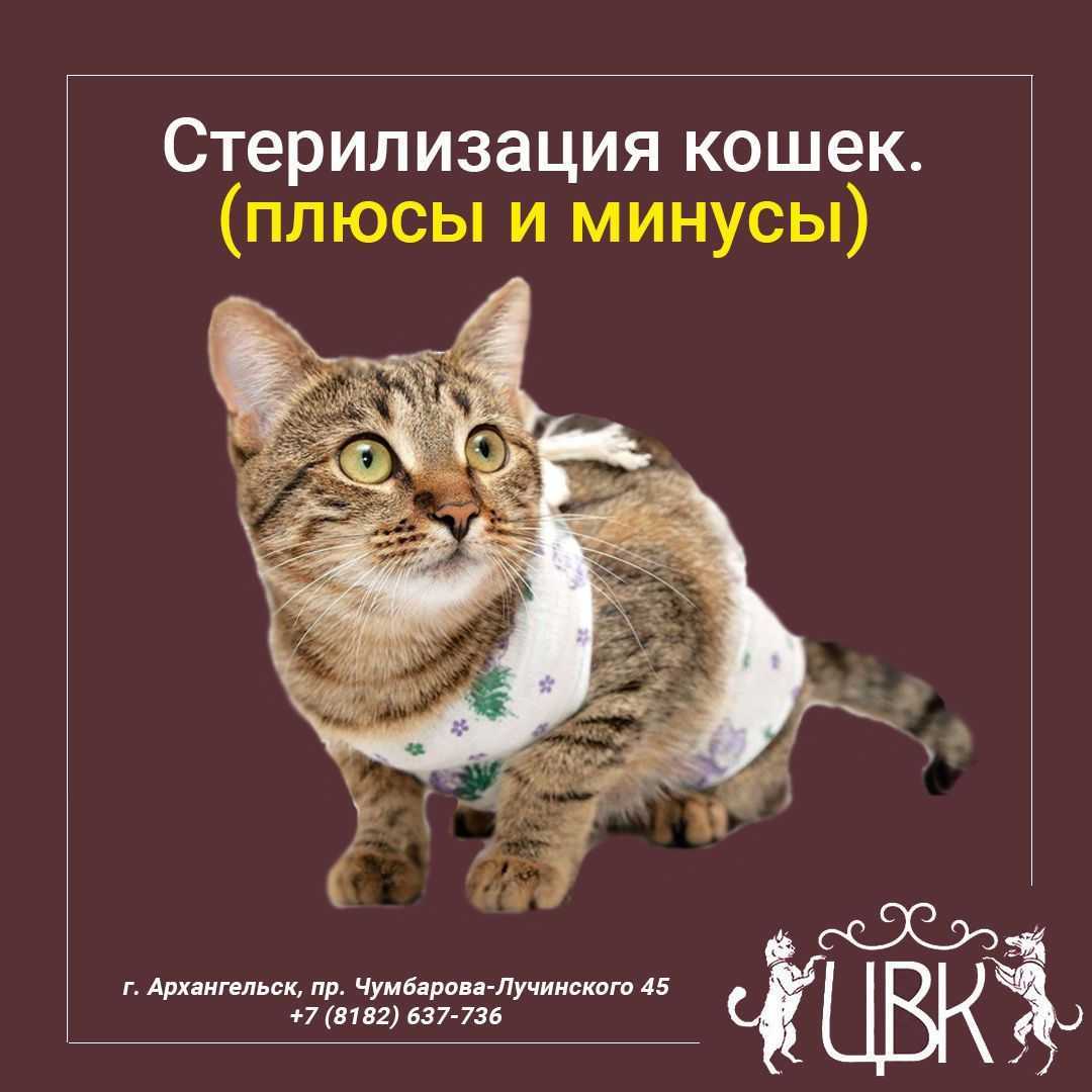 Стерилизация кошек: в каком возрасте лучше стерилизовать, поведение кошки до и после операции, подготовка к стерилизации, виды: полостная операция, крючок, лапароскопия