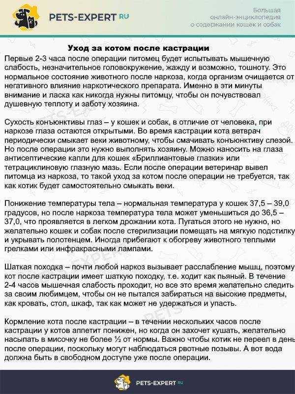 Как ухаживать за кошкой после стерилизации?