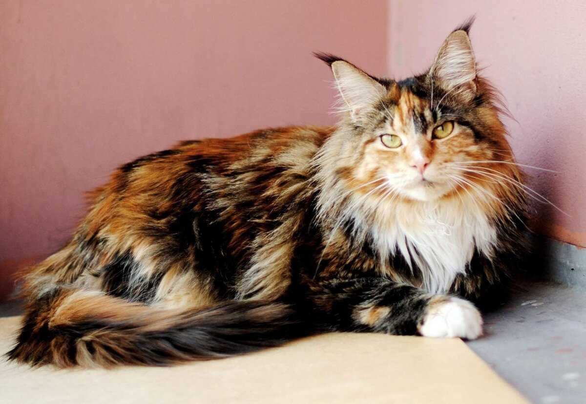 Мейн кун дым кошка