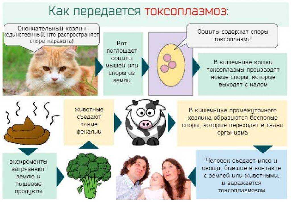Токсоплазмоз у кошек: все о симптомах, лечении и правильной профилактике заболевания (инструкция + описание лекарств)
