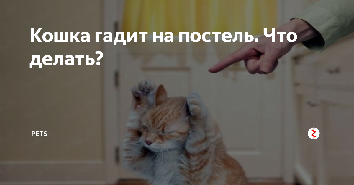 Как убрать запах кошачьей мочи на диване: 7 способов устранения вони навсегда!