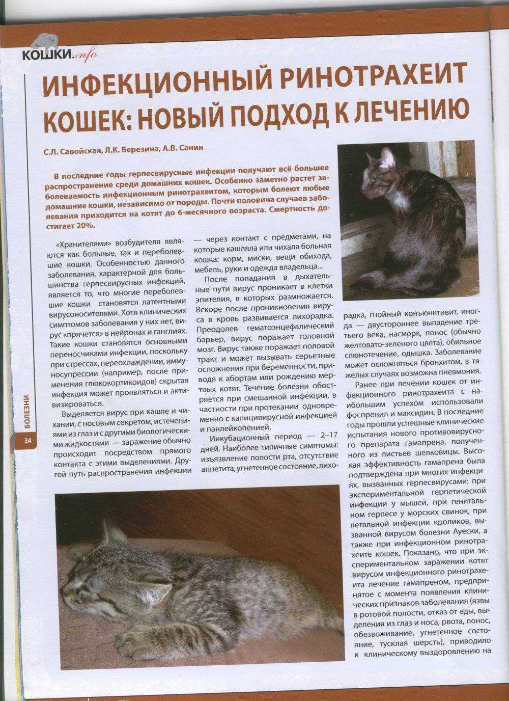 Лишай у кошек [дерматофитоз]: признаки, симптомы и лечение