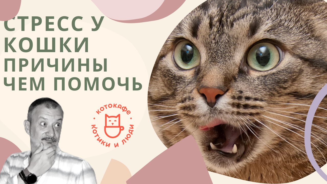 Стресс у животных