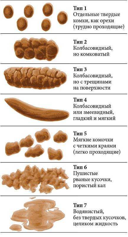 Что может рассказать о здоровье собаки анализ кала | ваши питомцы