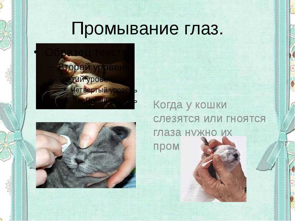 У кота гноятся глаза: симптомы, причины, лечение, профилактика — pet-mir.ru