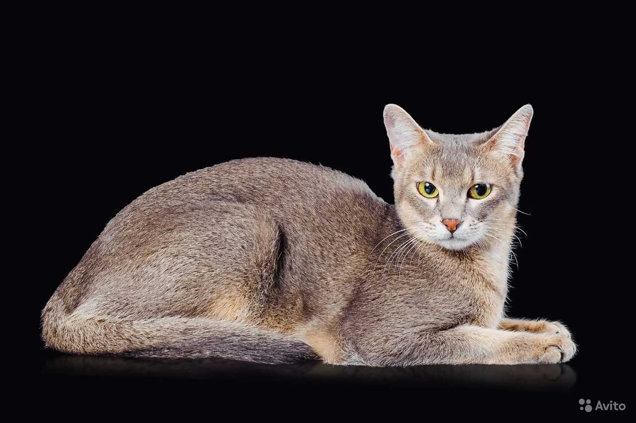 Чаузи кошка: описание породы и характера, внешность, уход и содержание, кормление