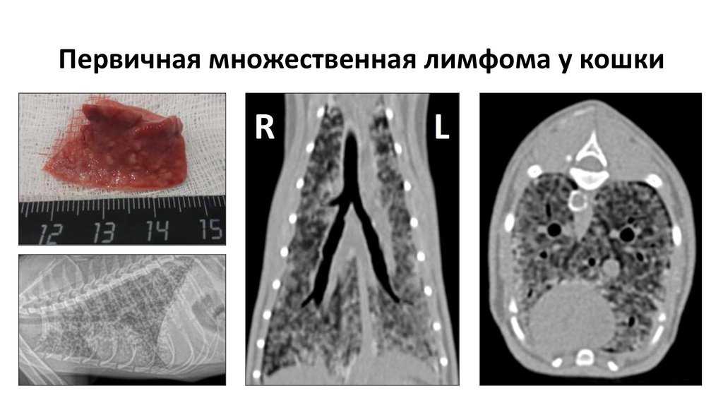 Лимфома кошек