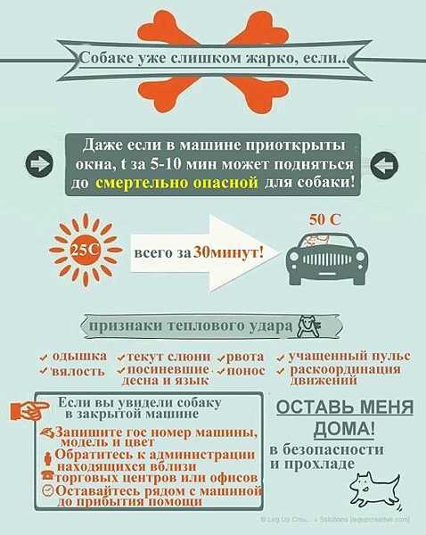 Как помочь кошке в жару: советы опытных заводчиков