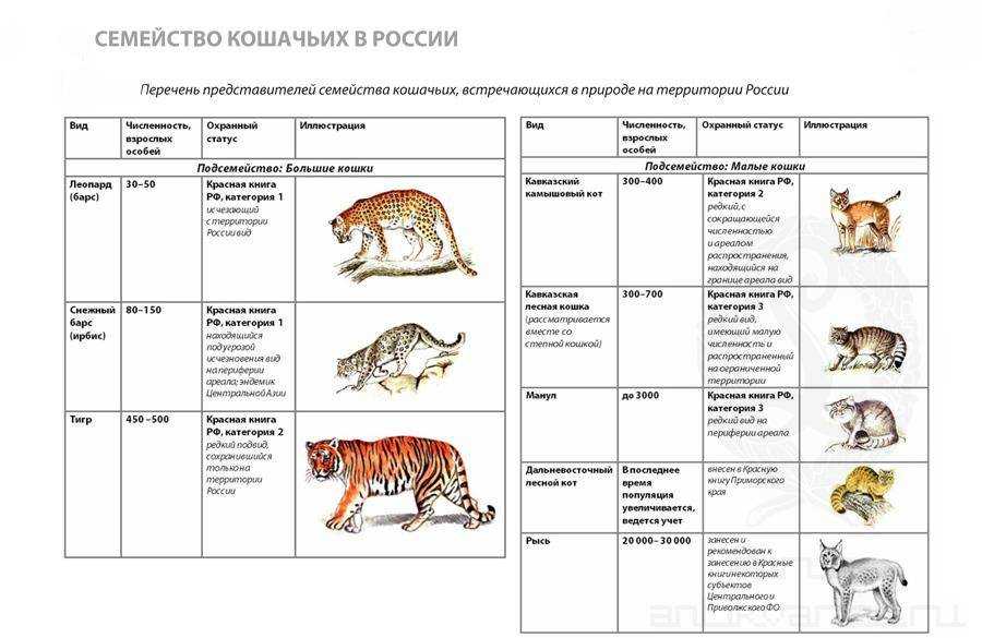 Черноногая кошка (африканский дикий кот)