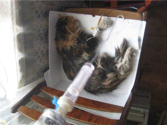 Когда кошка родила мертвого котенка следует выяснить что стало тому причиной У породистых питомиц такое случается чаще чем у беспородных Это может быть связано с генетикой стрессами неправильным питанием и др