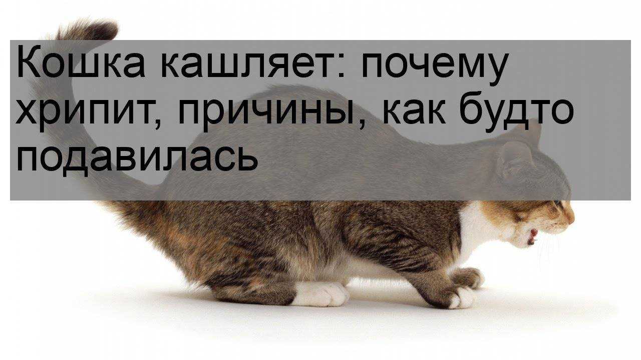 ᐉ кошка кашляет. что делать? - ➡ motildazoo.ru