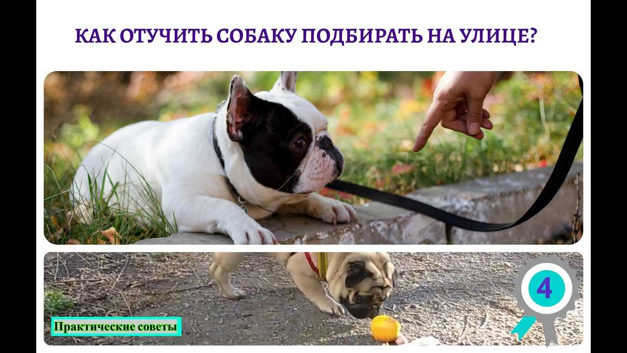 Собака подбирает еду на улице: чем опасно и что делать
