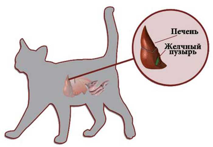 Как вылечить больную кошку - wikihow
