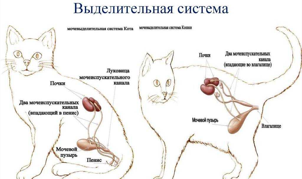 Сколько сосков у кошки, есть ли у котов