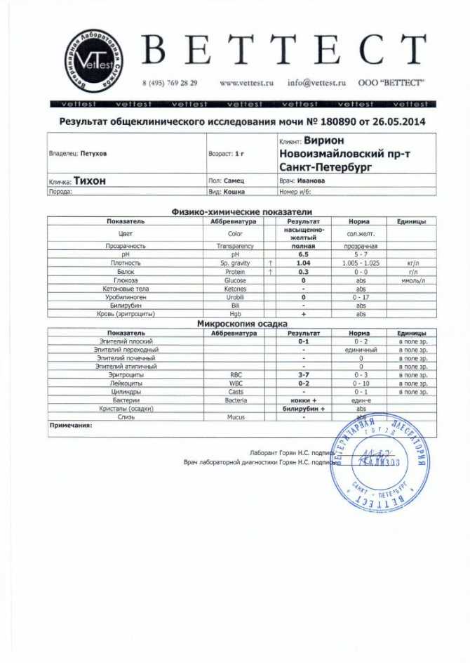 Цистоскопия: что это такое, подготовка, как делается, противопоказания