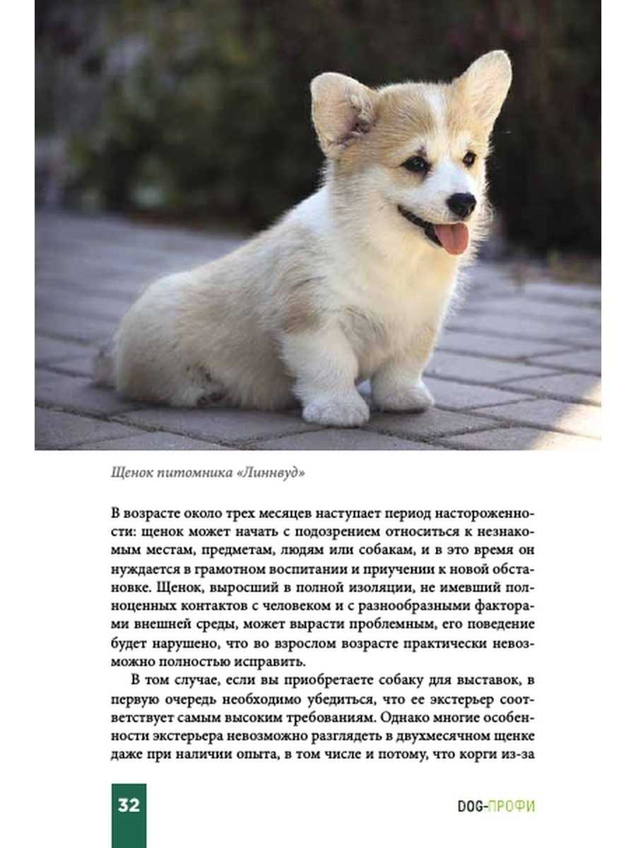 Вельш-корги кардиган: история, характер, стандарт и особенности содержания (+ фото)