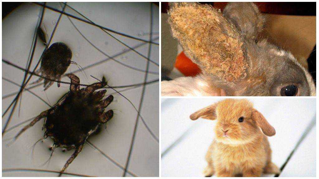 Ушной клещ у кошек: симптомы и способы лечения в домашних условиях (фото с примерами)