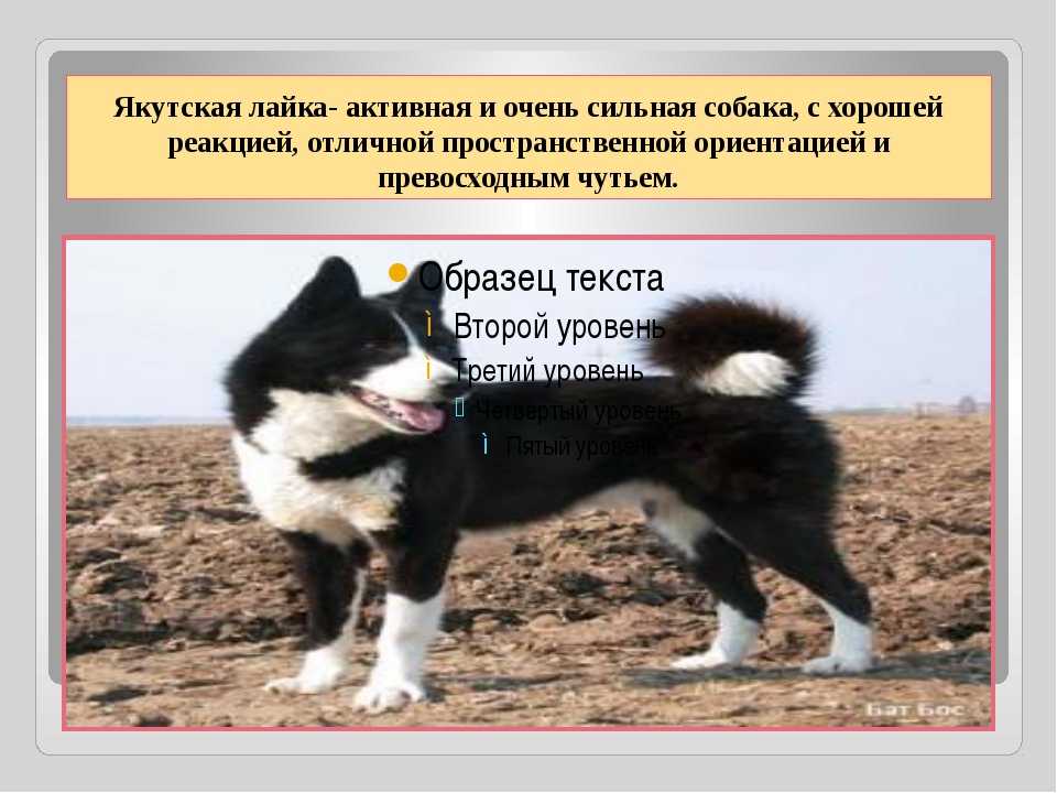 Якутская лайка: стандарт породы, особенности ухода и содержания, здоровье (+ фото)