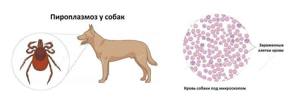 Вирусные инфекции кошек и собак - лечение и диагностика