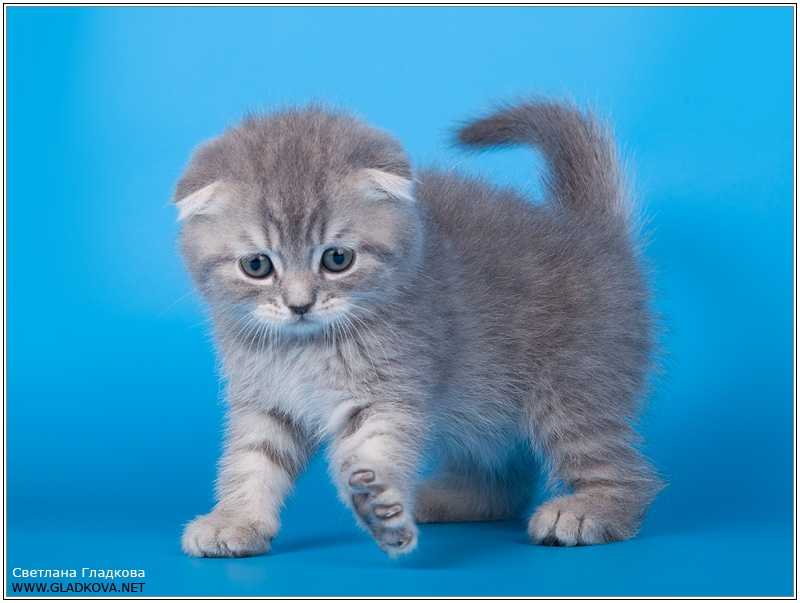 Новорожденные вислоухие котята
