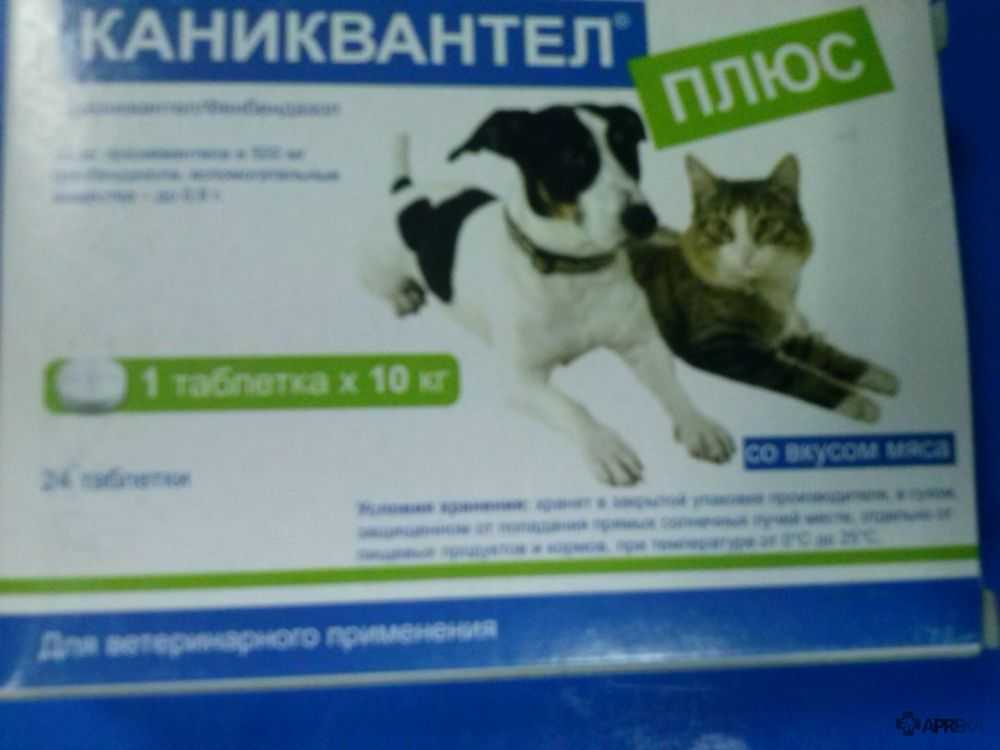Каниквантел: таблетки от глистов для собак