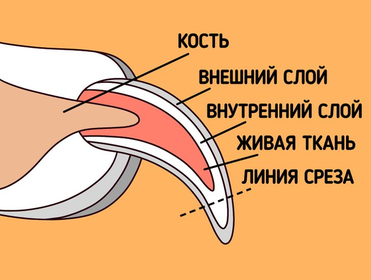 У кошки слоятся когти - почему и что делать?