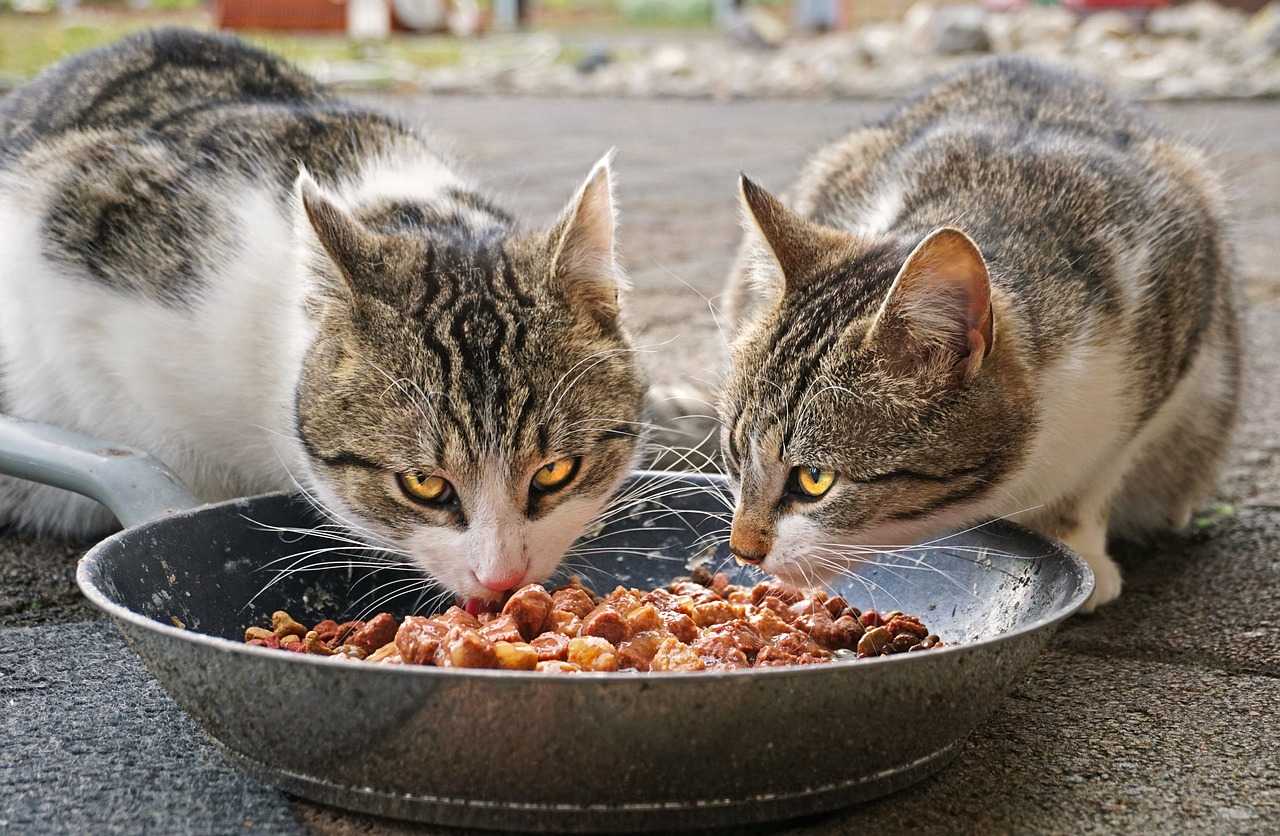 Нужно ли кормить собаку картофелем
